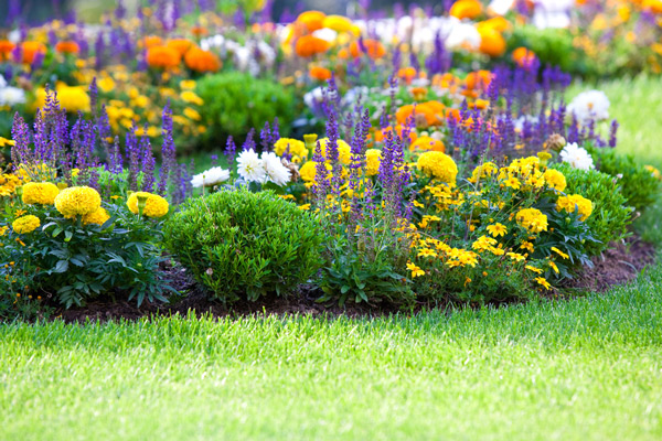 Rasen und Blumenwiesen